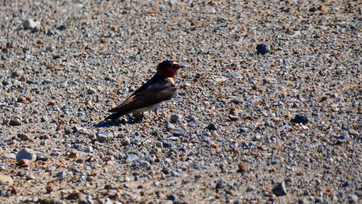 Cliff Swallow - Jan Michalak