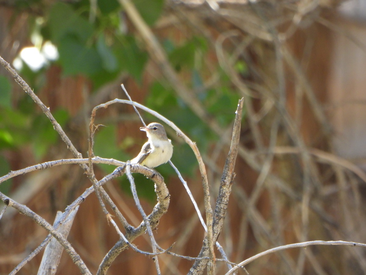 Bell's Vireo (Least) - ML618981416