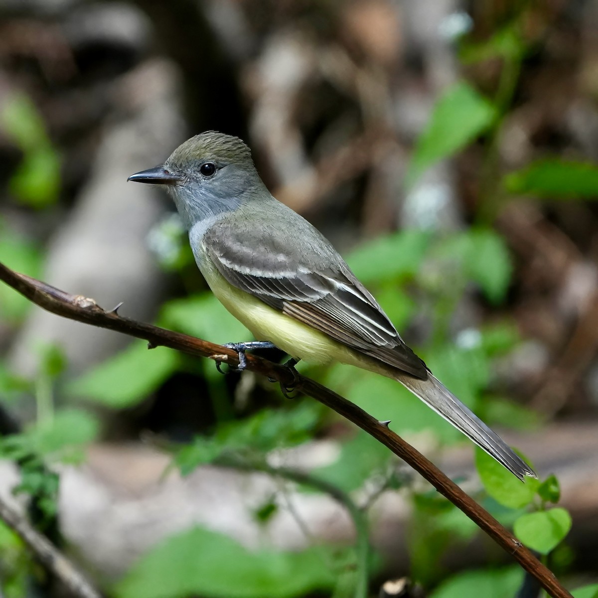 Great Crested Flycatcher - Troy Gorodess