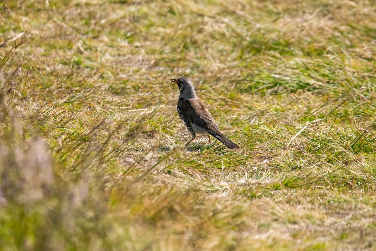 Fieldfare - Dominic More O’Ferrall