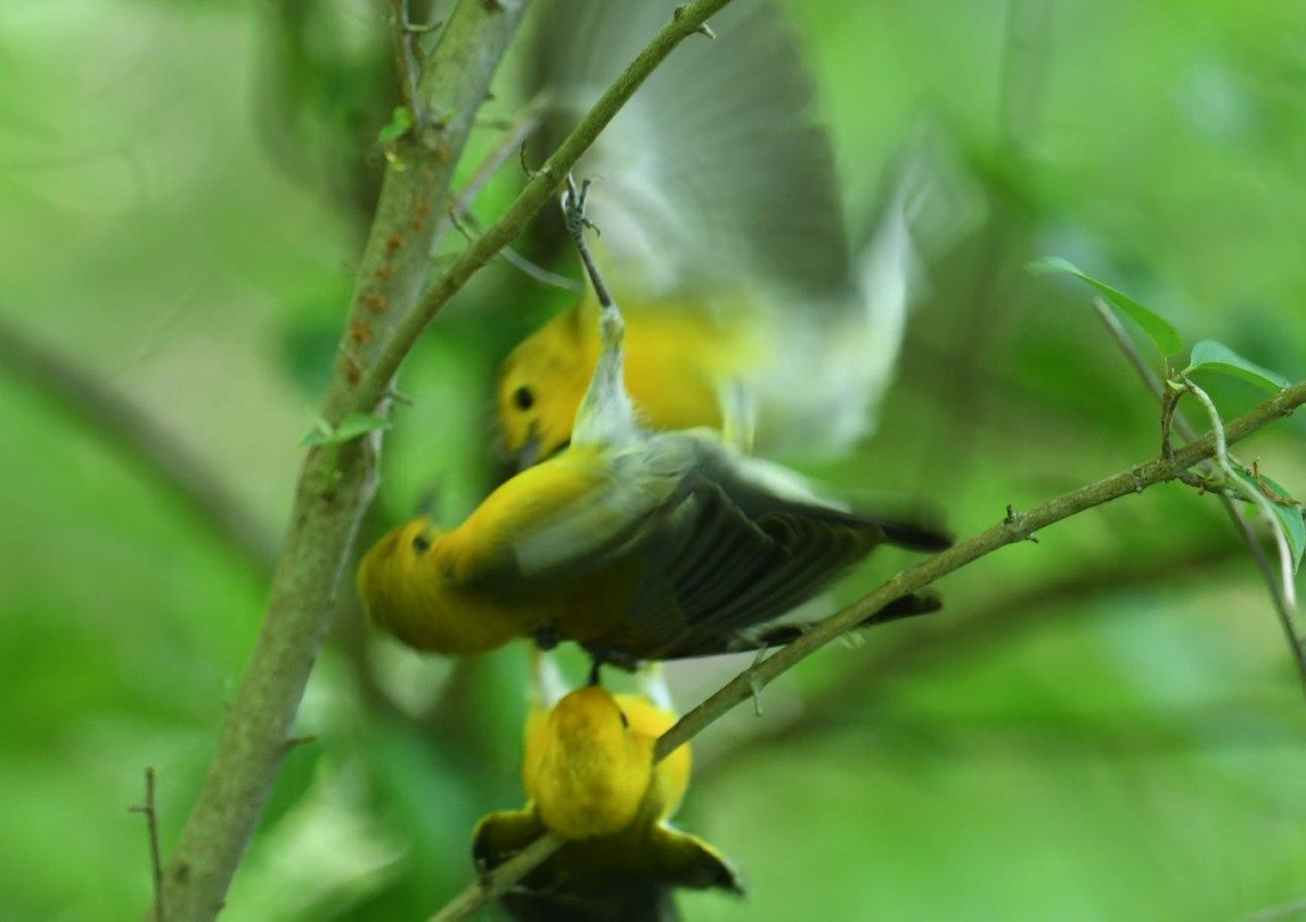 Prothonotary Warbler - Joe Gula