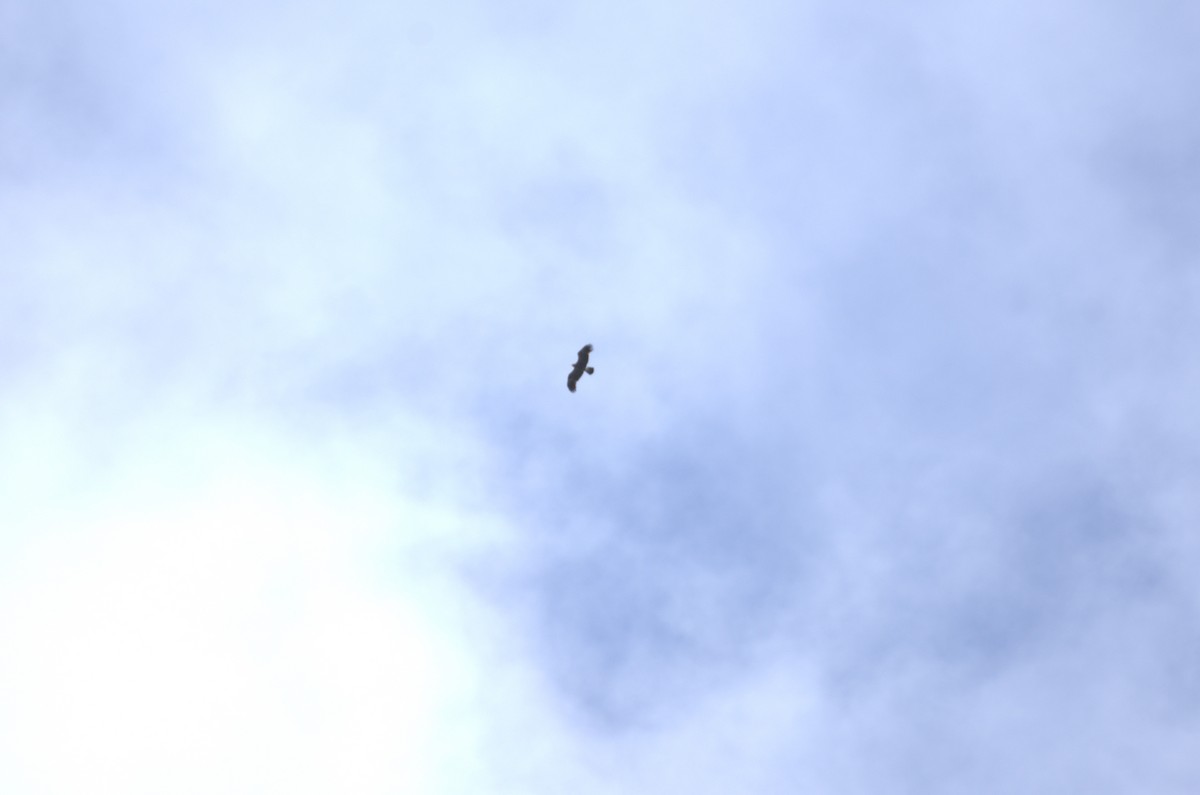Lesser Spotted Eagle - Umut Özten
