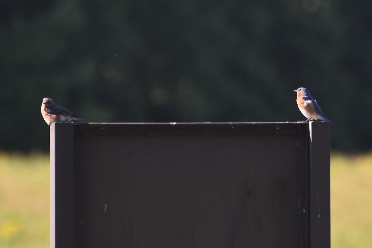 Eastern Bluebird - stephen johnson  🦜