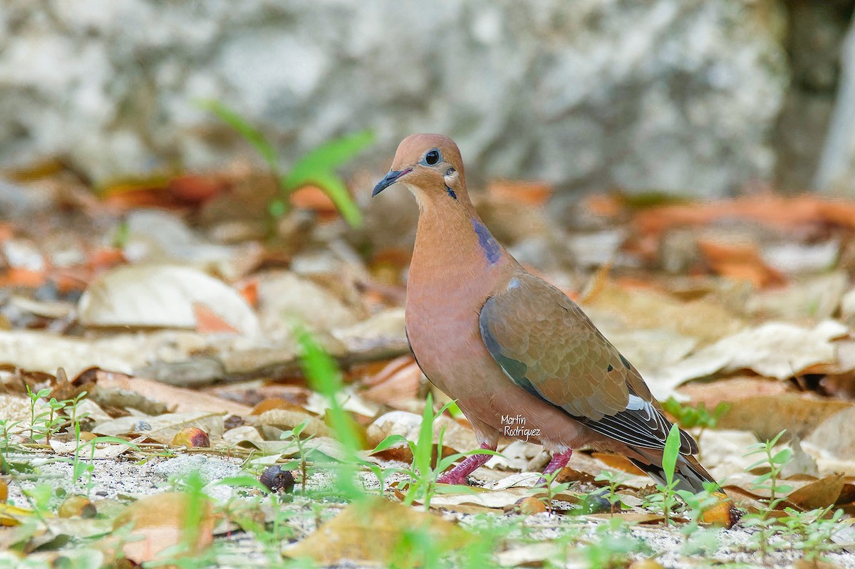 Key West Quail-Dove - Martin Rodriguez