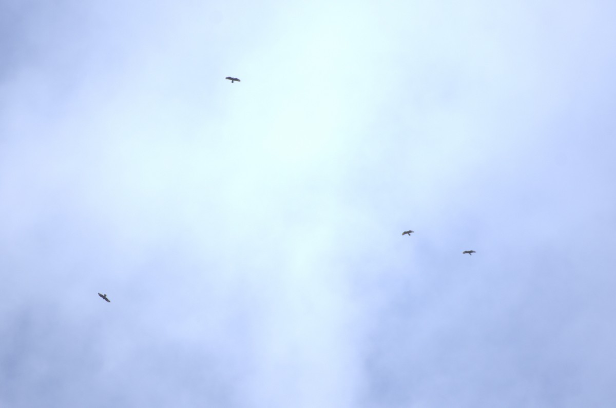 European Honey-buzzard - ML618981482