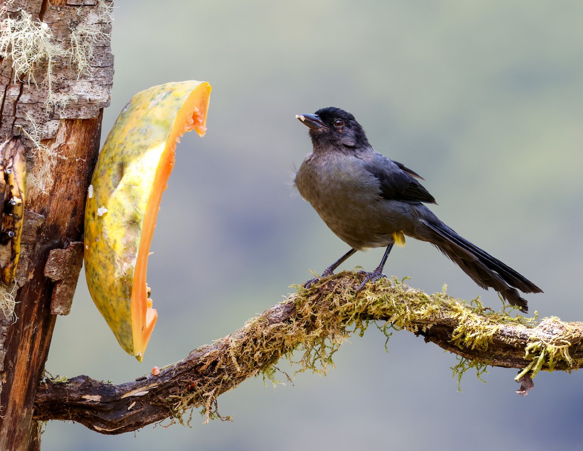 Yellow-thighed Brushfinch - Cristina Rappa