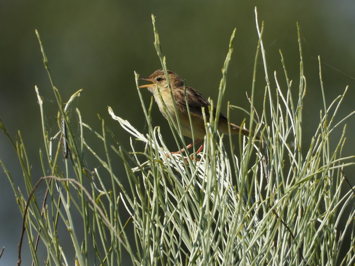 Zitting Cisticola - Luis Miguel Pérez Peinado