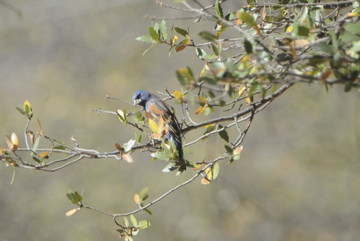 Blue Grosbeak - Donna L Dittmann