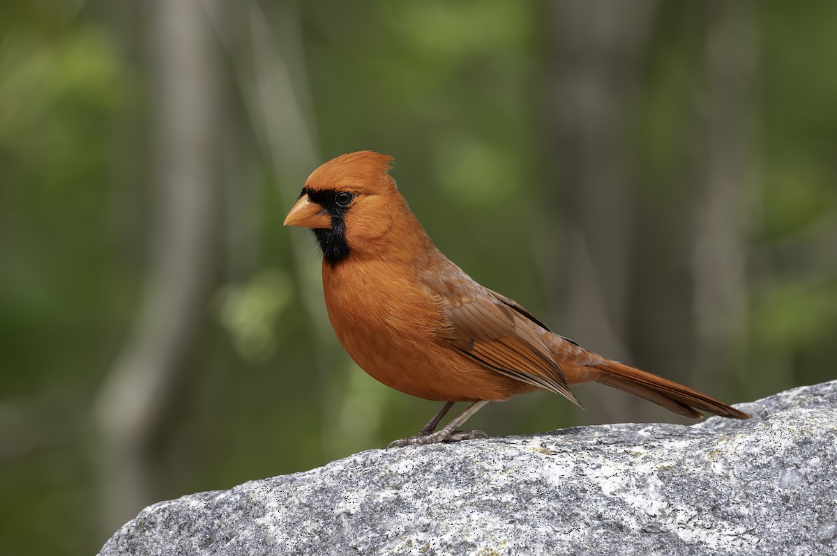 Northern Cardinal - Sylvie Martel / Gaétan Giroux