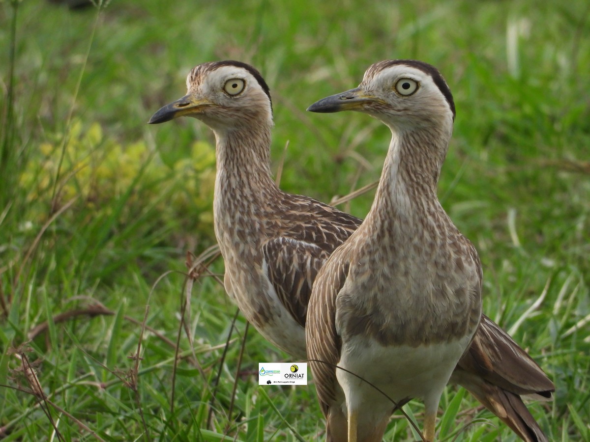 Double-striped Thick-knee - ML618981504