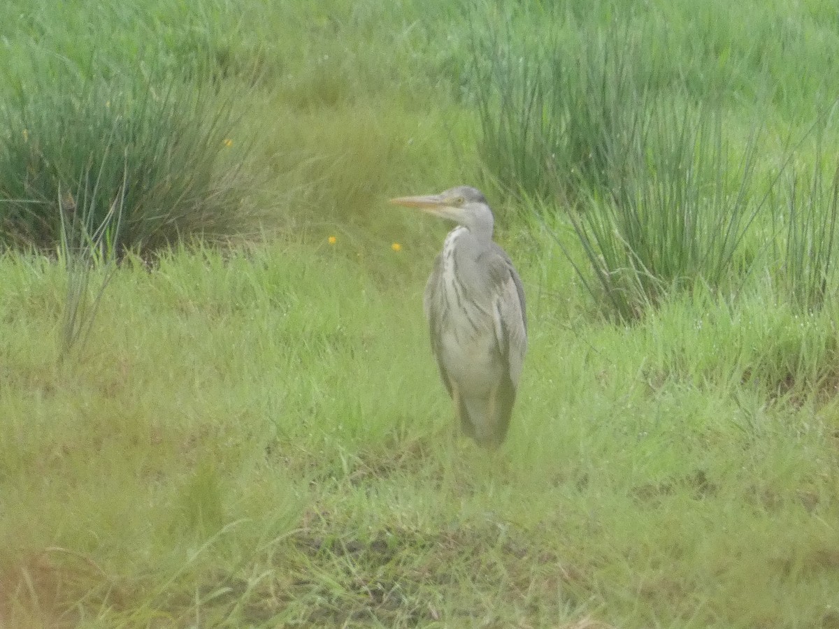 Gray Heron - Mike Tuer