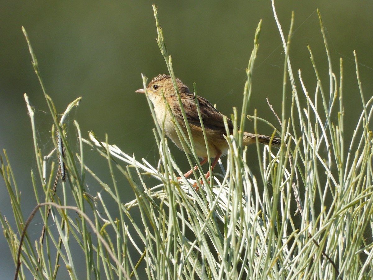 Zitting Cisticola - Luis Miguel Pérez Peinado