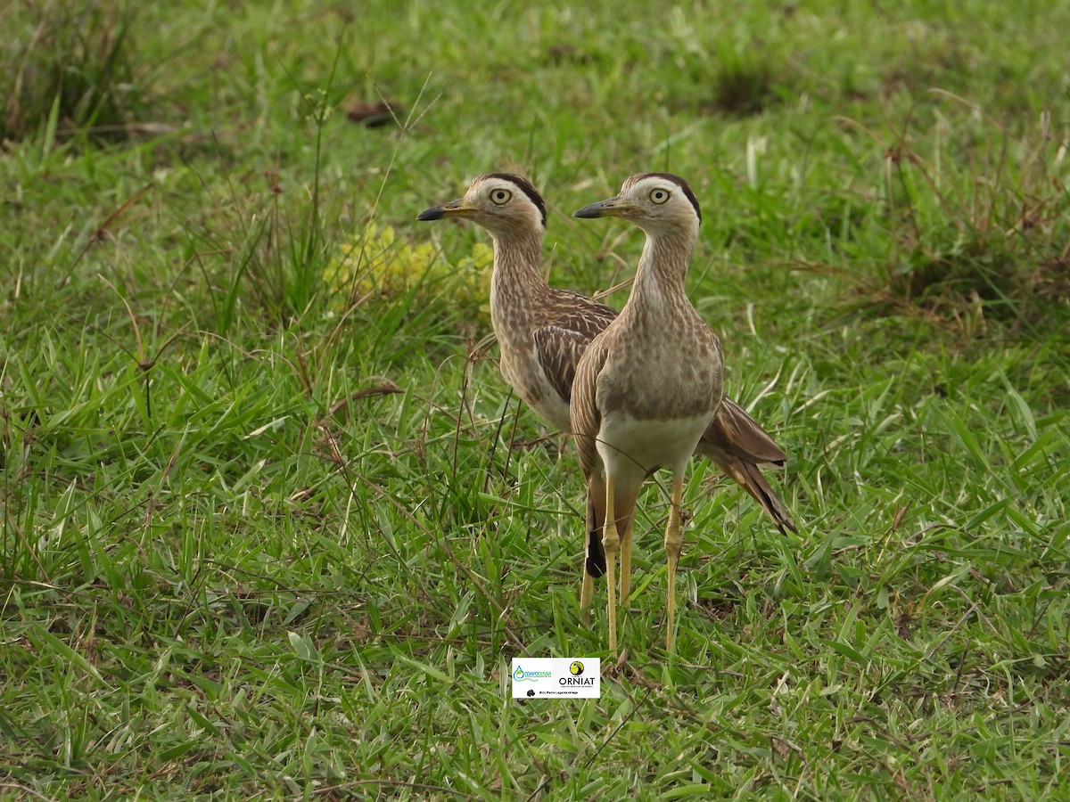 Double-striped Thick-knee - ML618981522