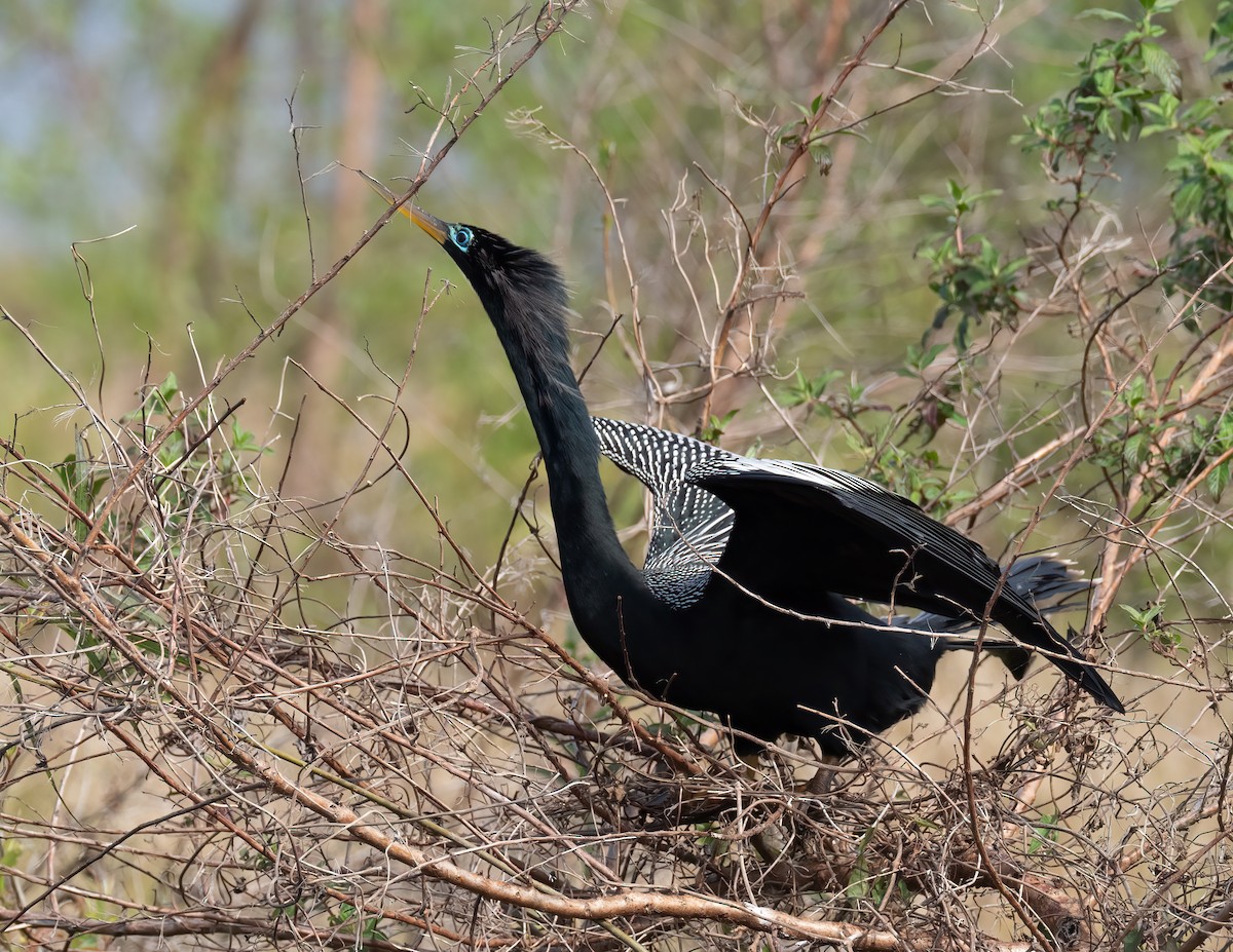 Anhinga - Jan Allen