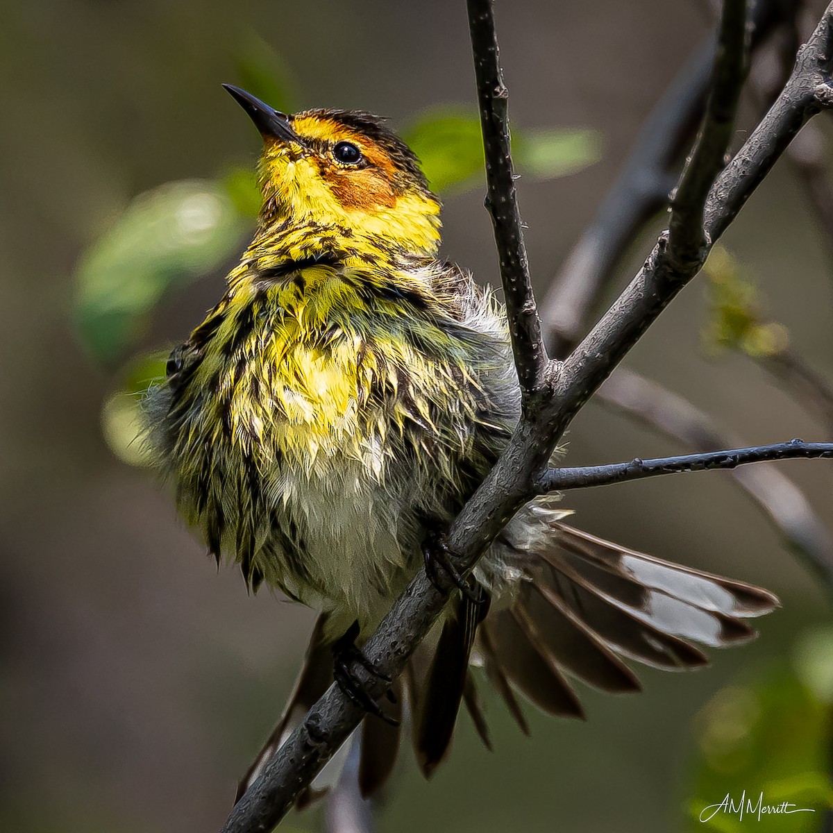 Cape May Warbler - Ann Merritt