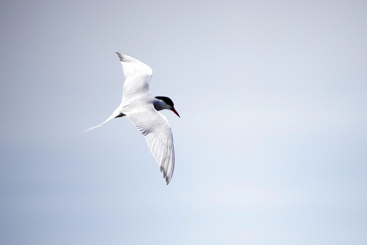 Common Tern - Louise Courtemanche 🦅