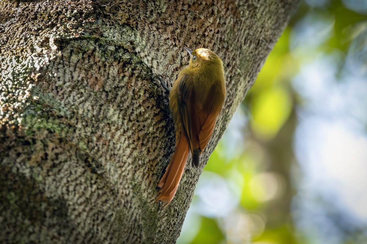 Olivaceous Woodcreeper - Fernando Calmon