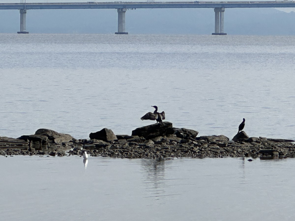 Great Cormorant - Linda Pistolesi