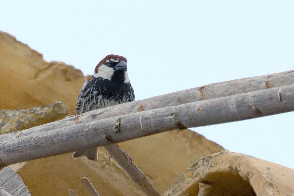 Spanish Sparrow - ML618981553