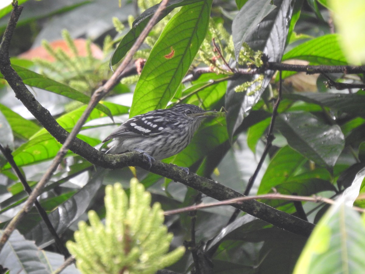 Pacific Antwren - Juan  Giraldo G