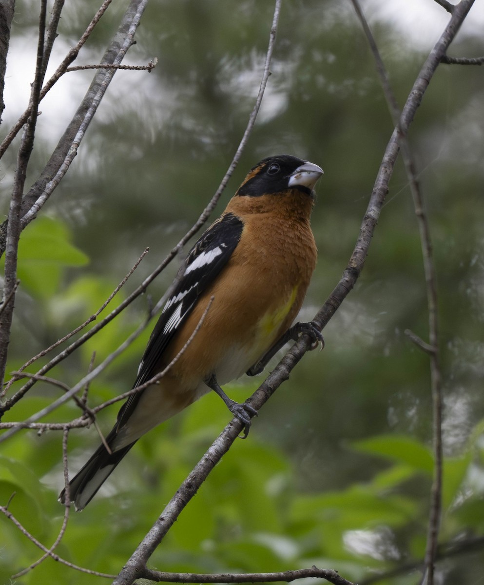 Black-headed Grosbeak - ML618981575