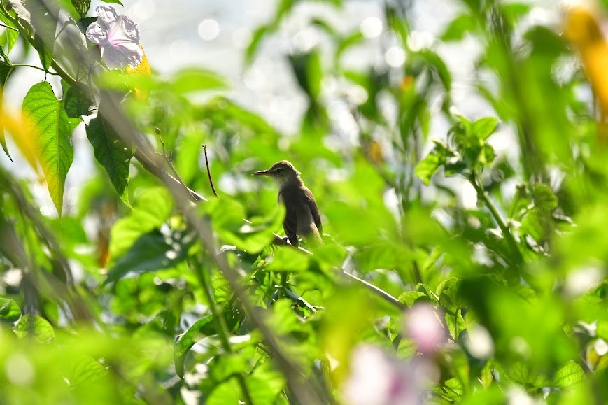 Clamorous Reed Warbler - ML618981576