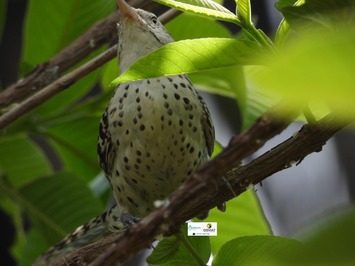 Stripe-backed Wren - Pablo Cesar Lagares Ortega