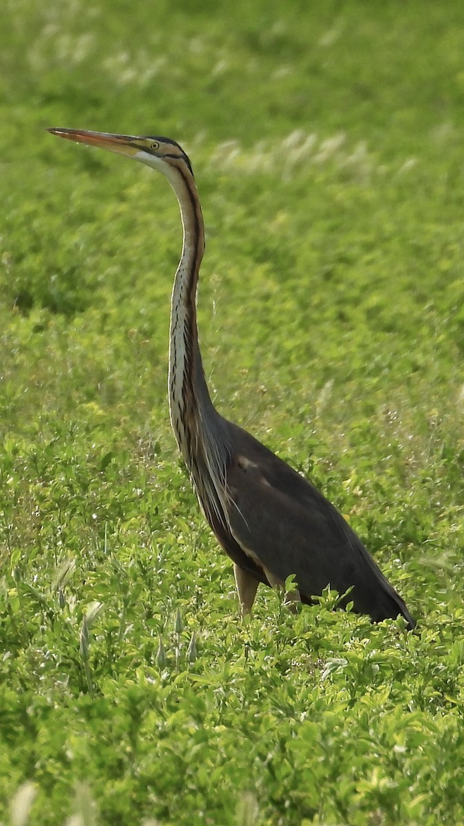 Purple Heron - Aynur Tosun