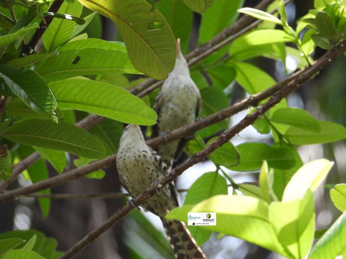 Stripe-backed Wren - Pablo Cesar Lagares Ortega