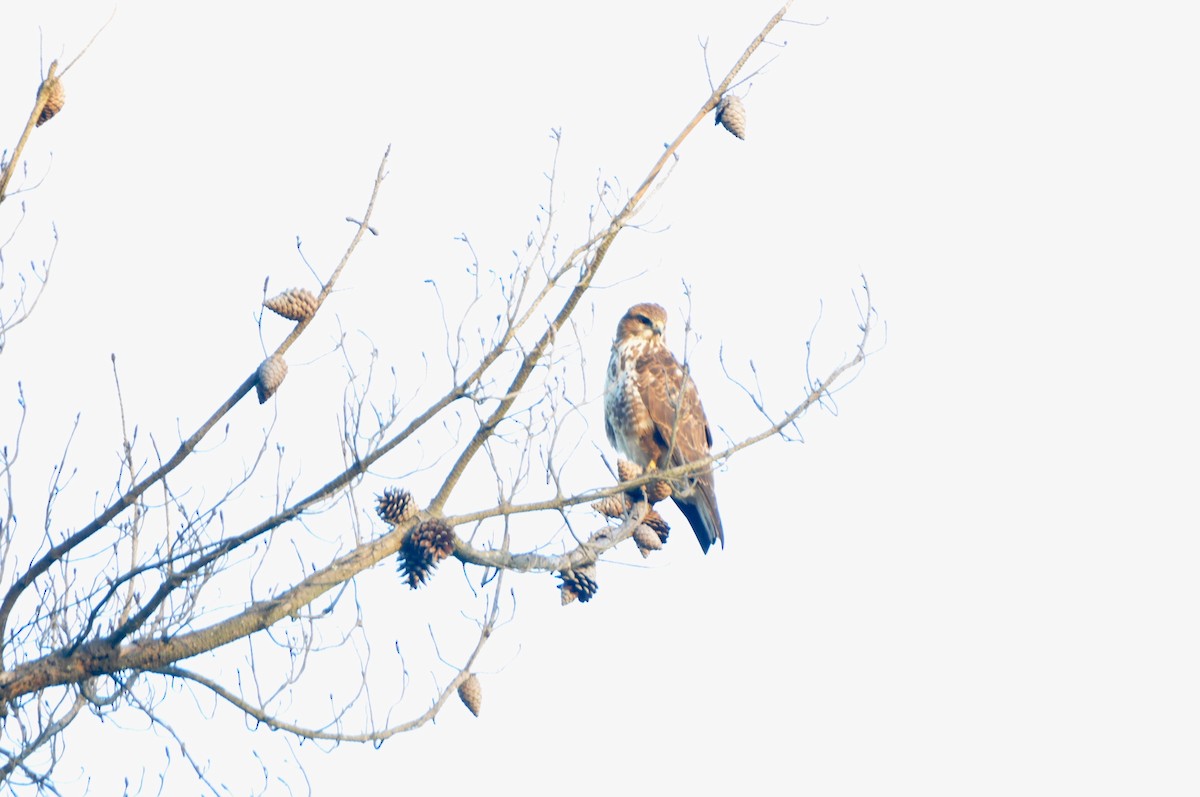 Forest Buzzard - ML618981603