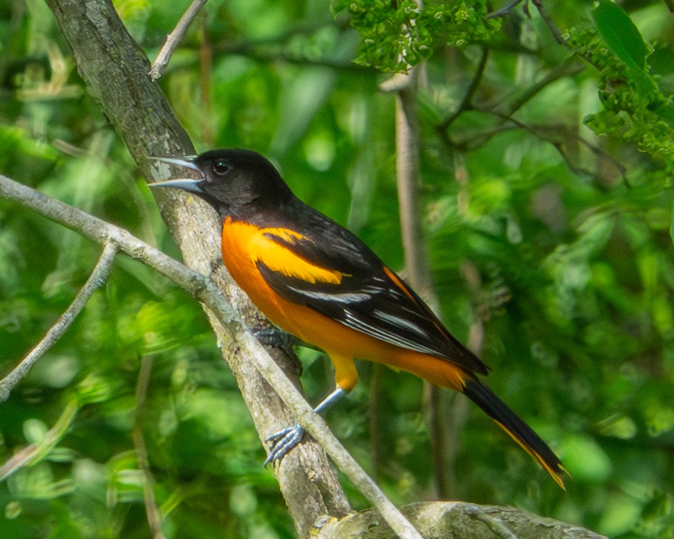 Baltimore Oriole - Jen Driscoll