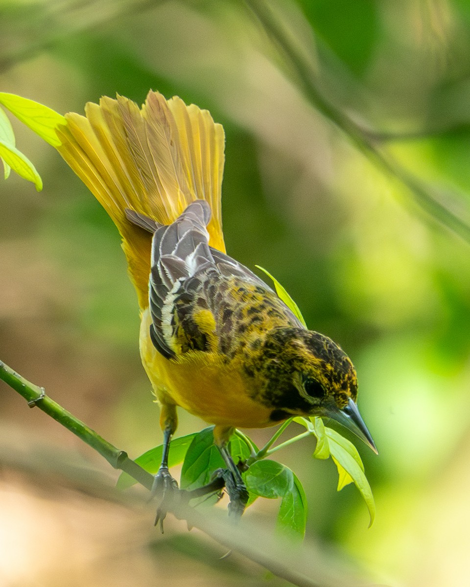 Baltimore Oriole - Jen Driscoll