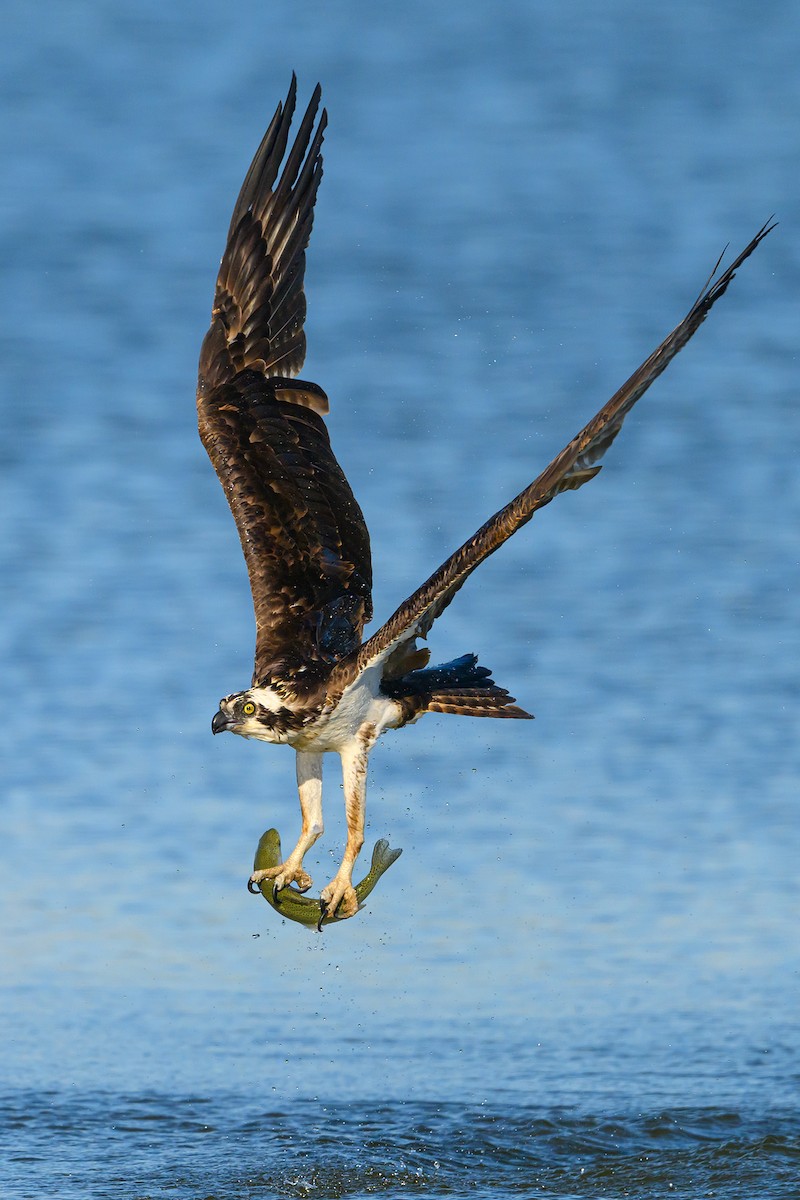 Balbuzard pêcheur - ML618981618