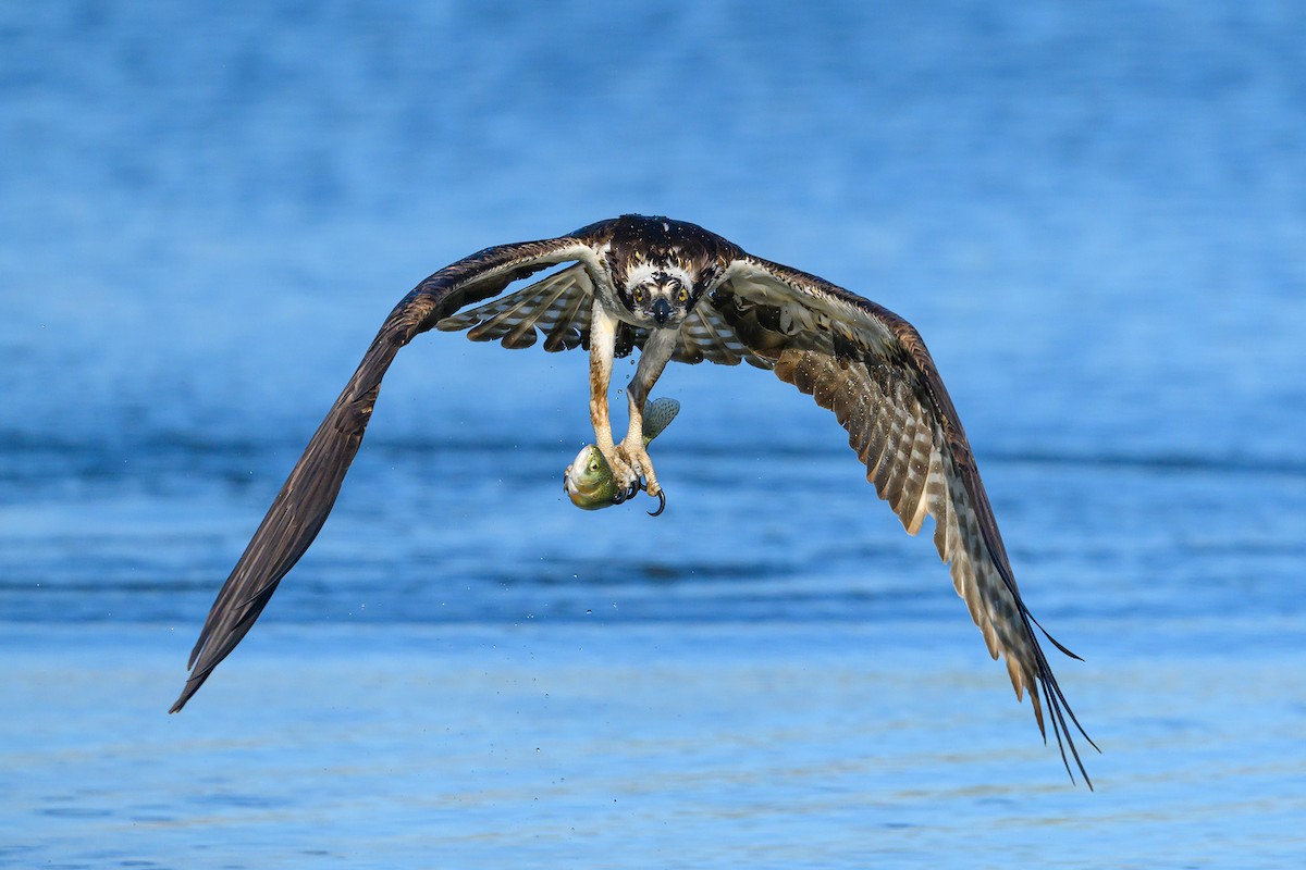 Balbuzard pêcheur - ML618981619