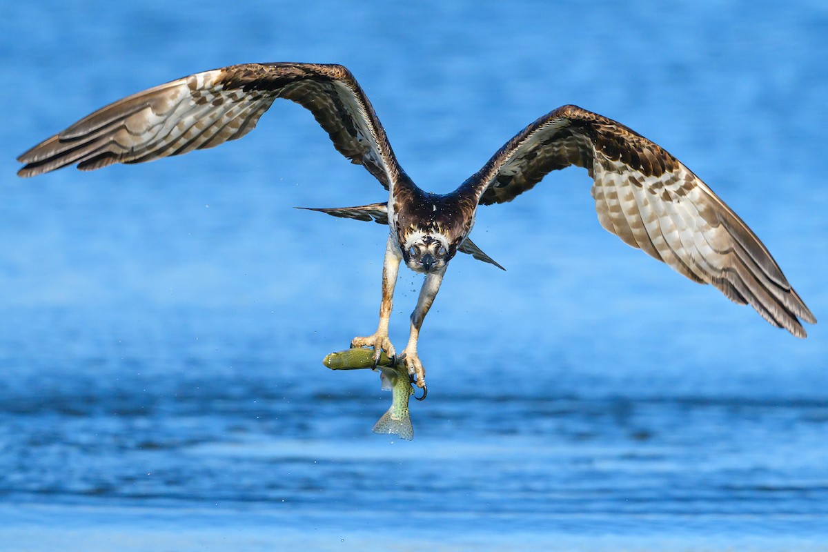 Osprey - Amy Hudechek