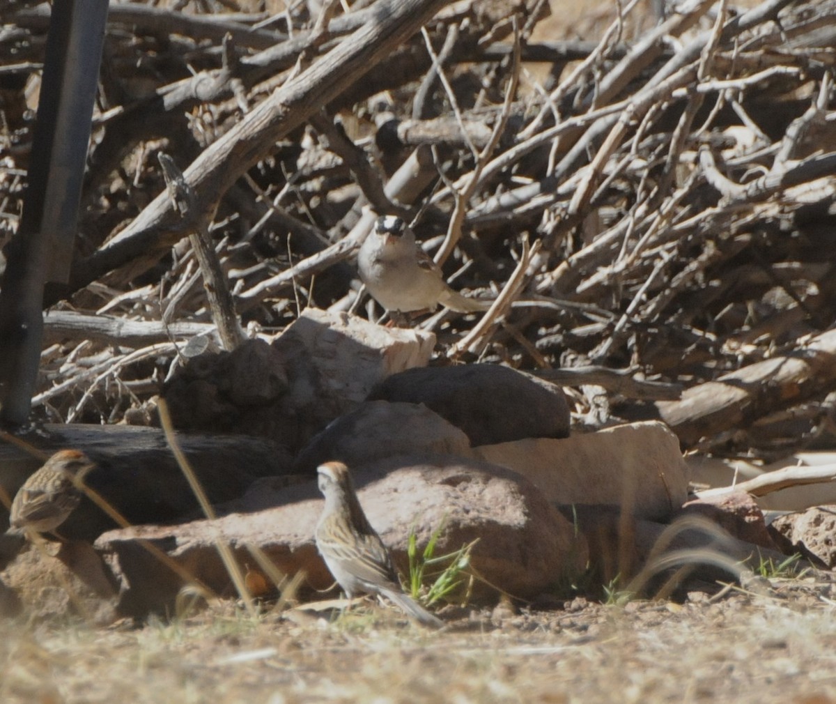 White-crowned Sparrow (Dark-lored) - ML618981638