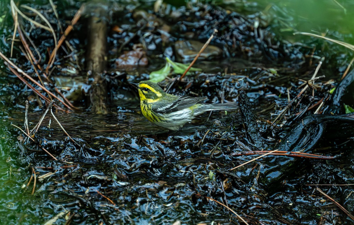 Townsend's Warbler - ML618981642