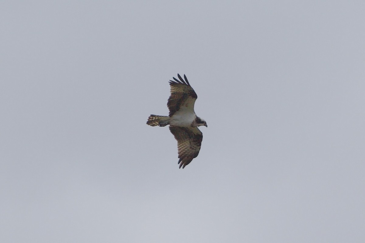 Osprey - Elena Popova