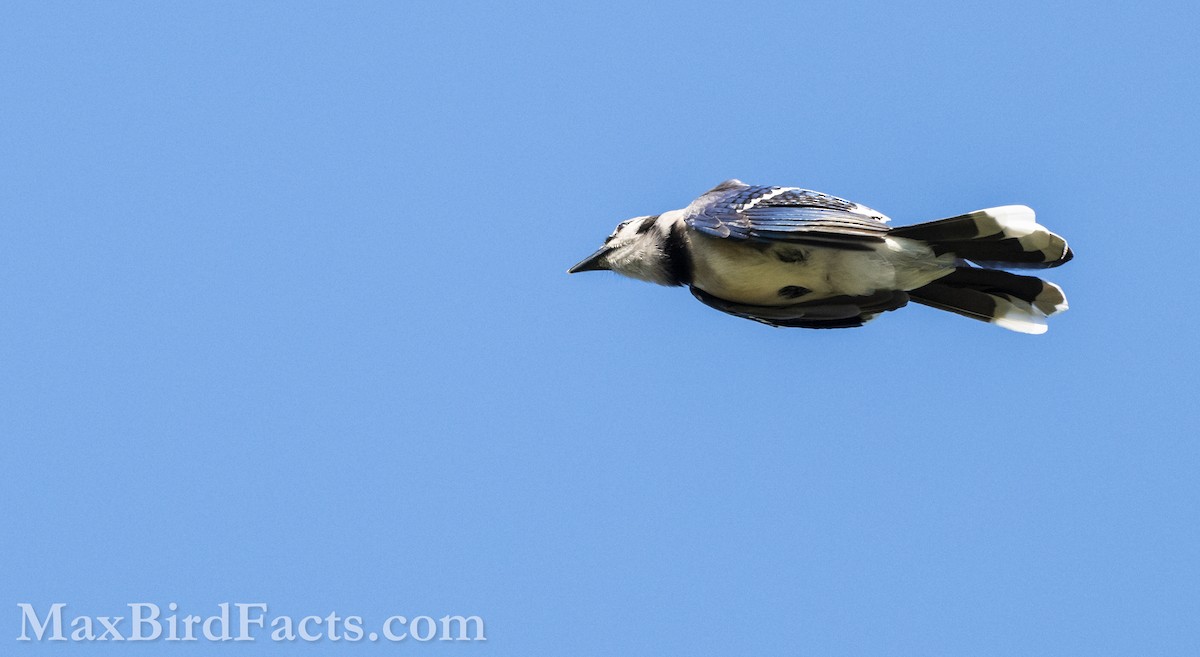 Blue Jay - Maxfield Weakley