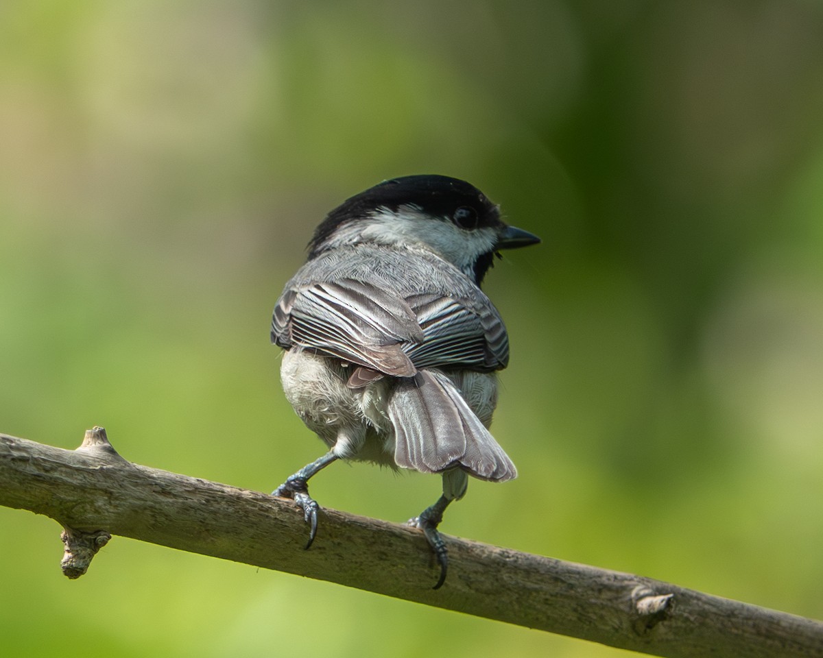 Carolina Chickadee - Jen Driscoll