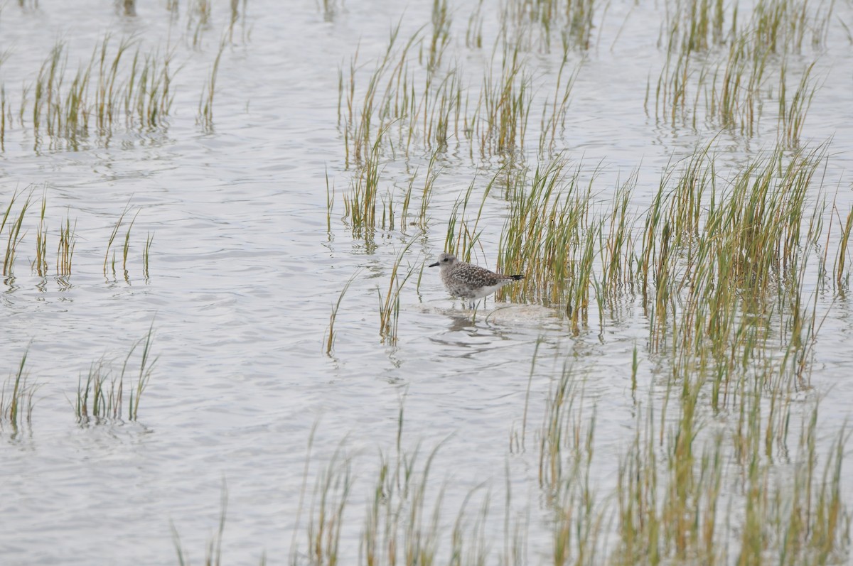 Black-bellied Plover - ML618981706