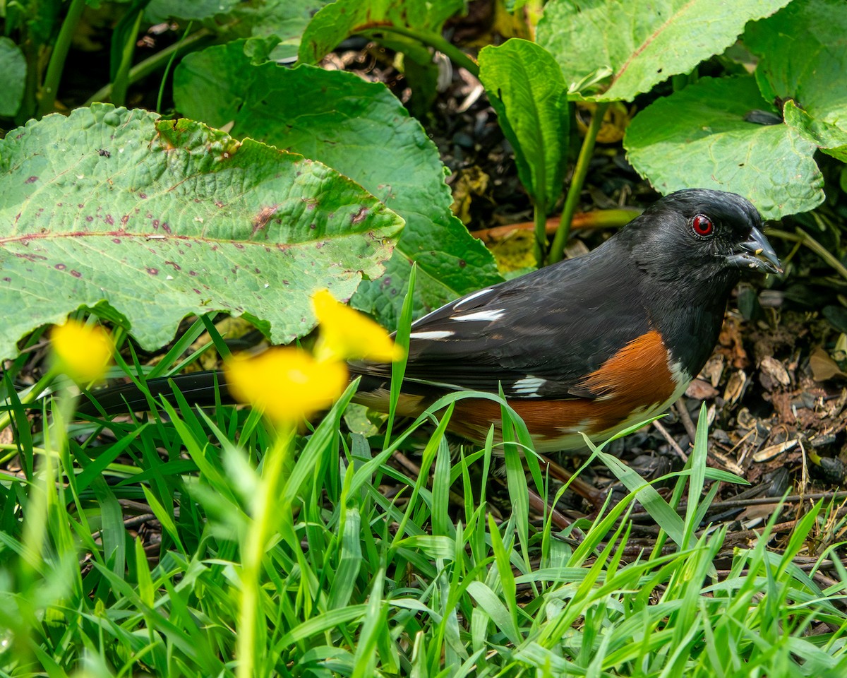 Eastern Towhee - ML618981717