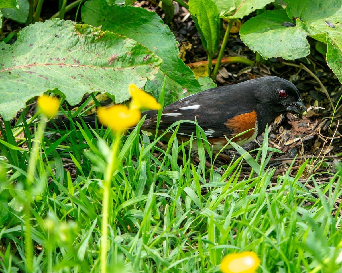 Eastern Towhee - ML618981718