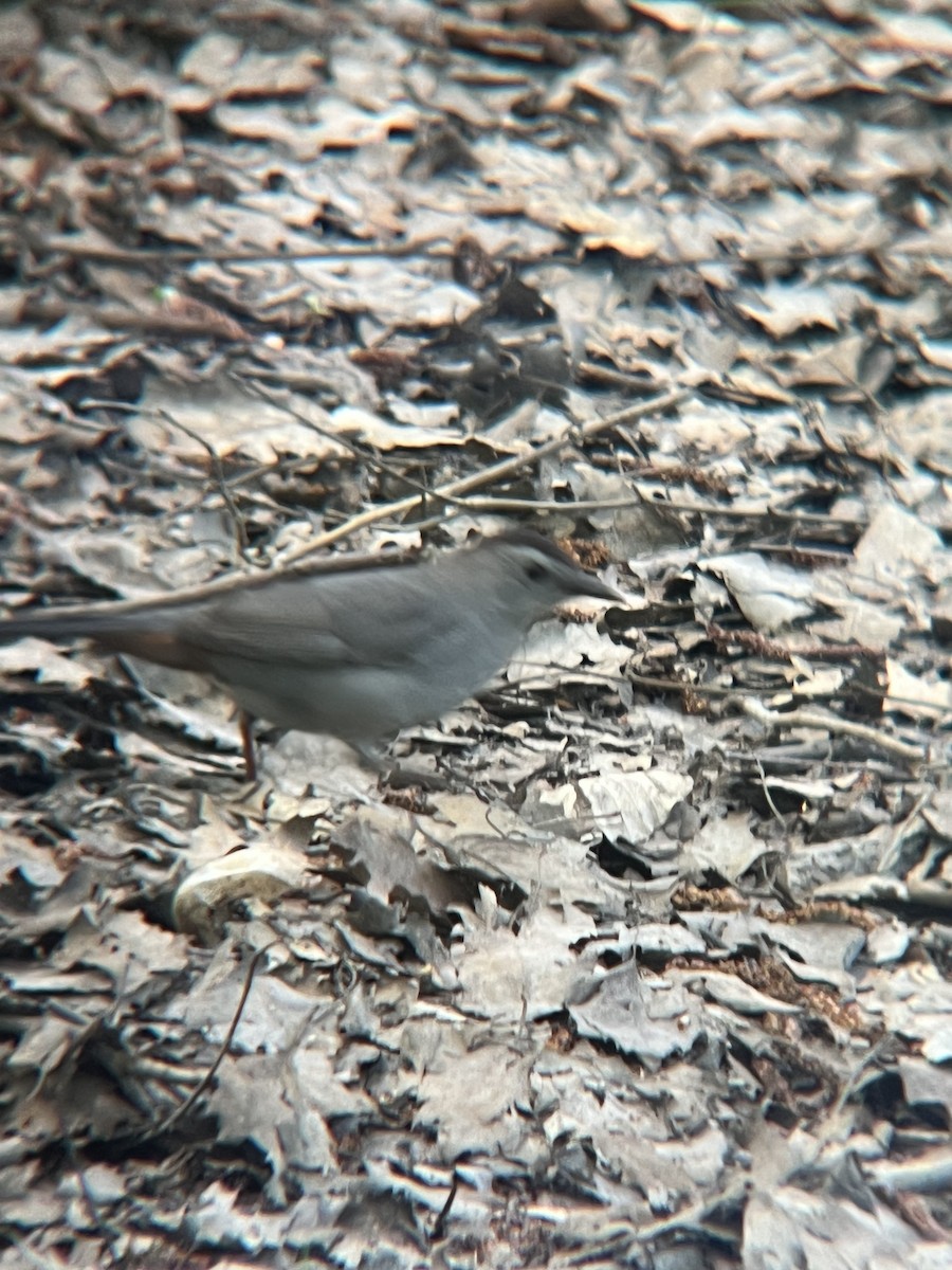 Gray Catbird - Maura Diamond