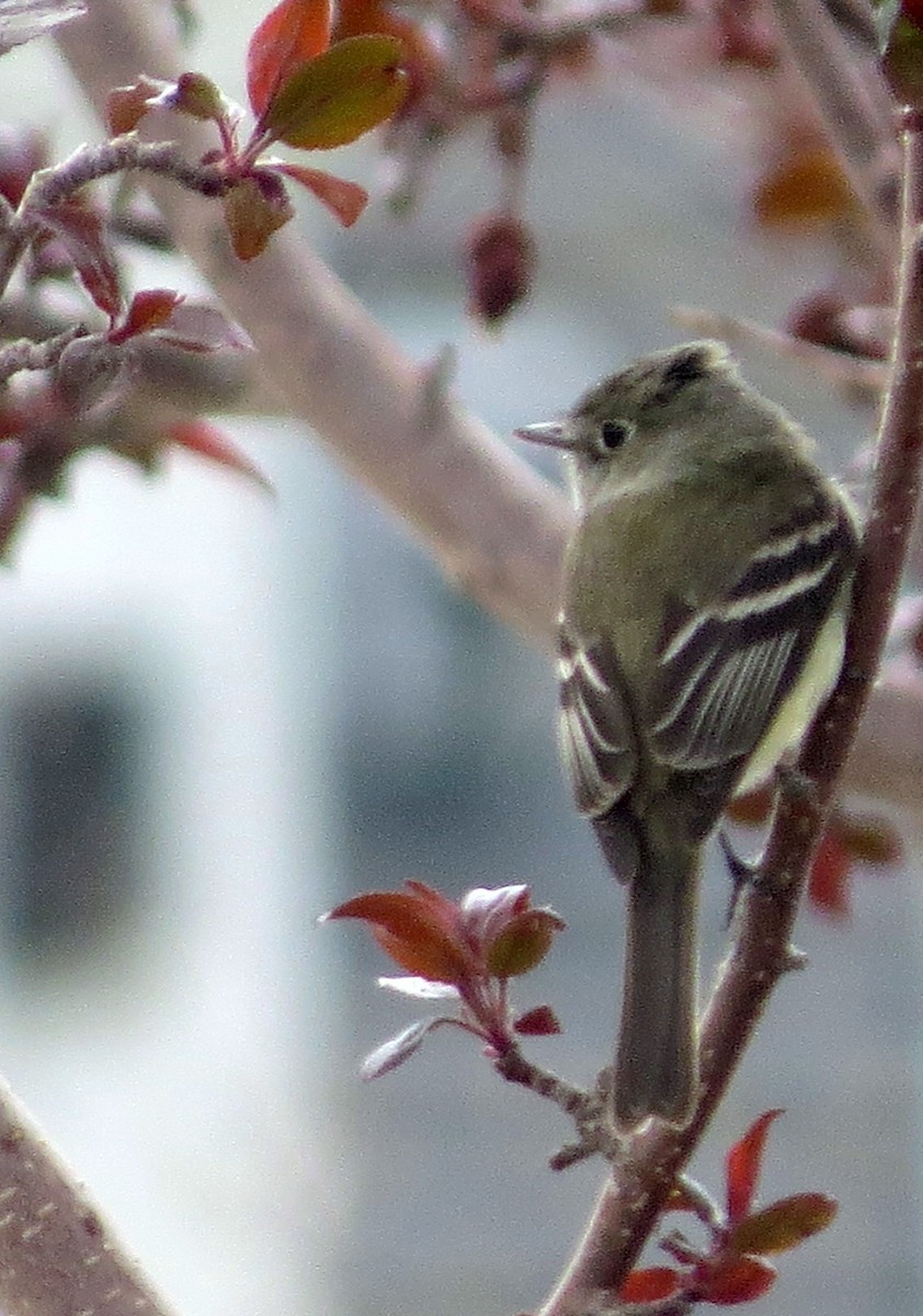 Least Flycatcher - ML618981734