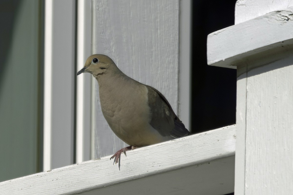 Mourning Dove - Jim Tonkinson