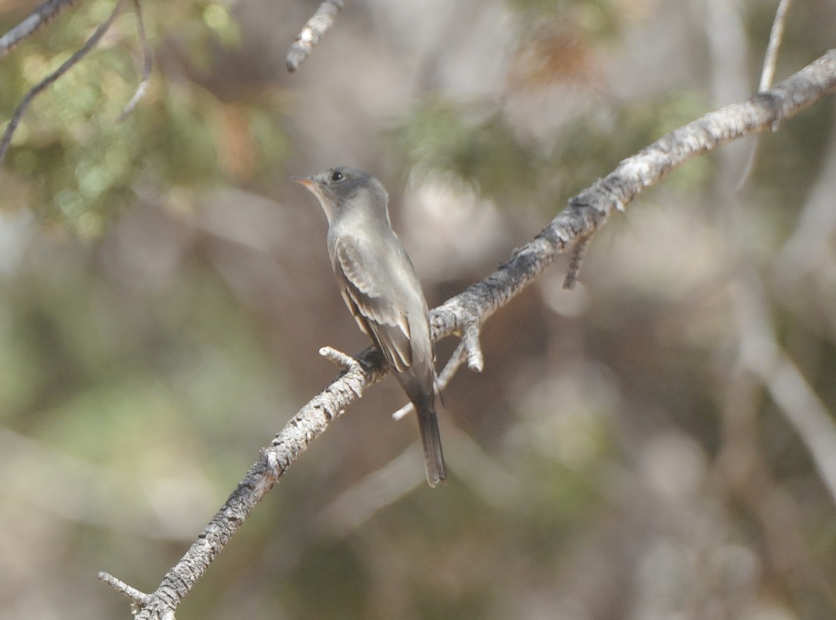 Eastern Wood-Pewee - ML618981757