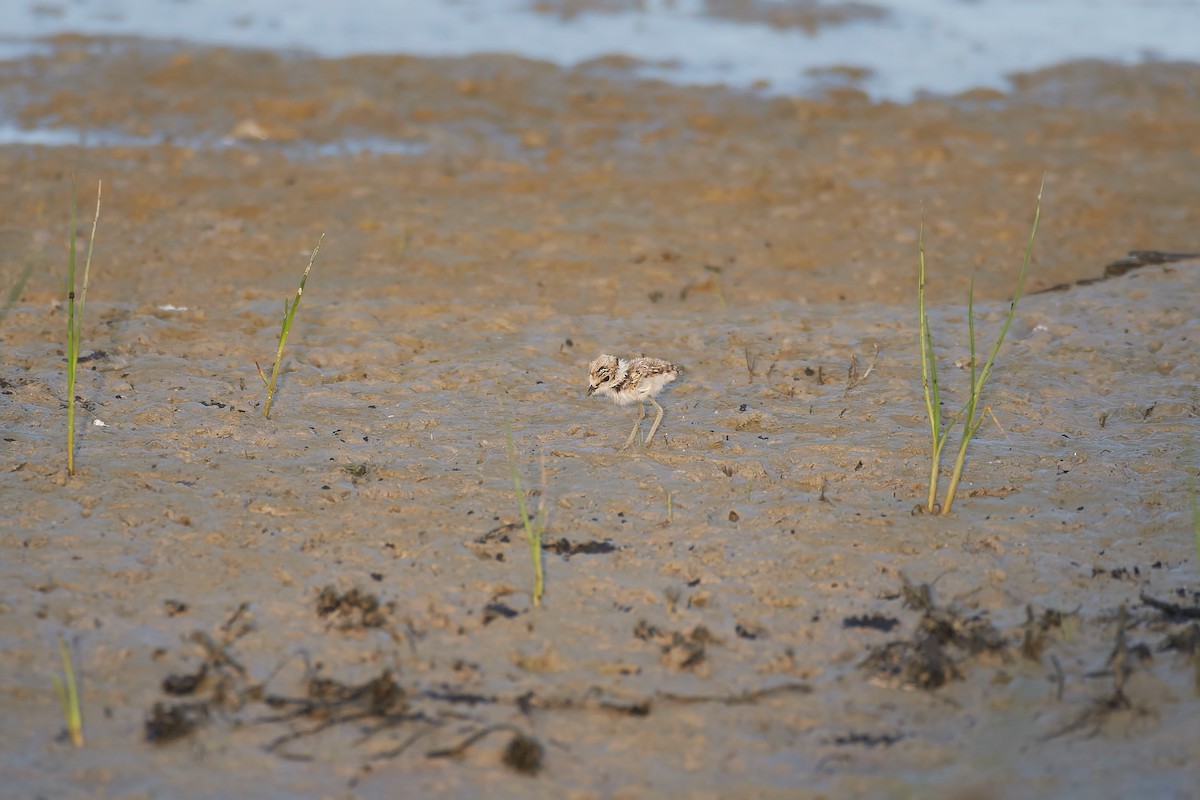 Little Ringed Plover - Santiago Caballero Carrera