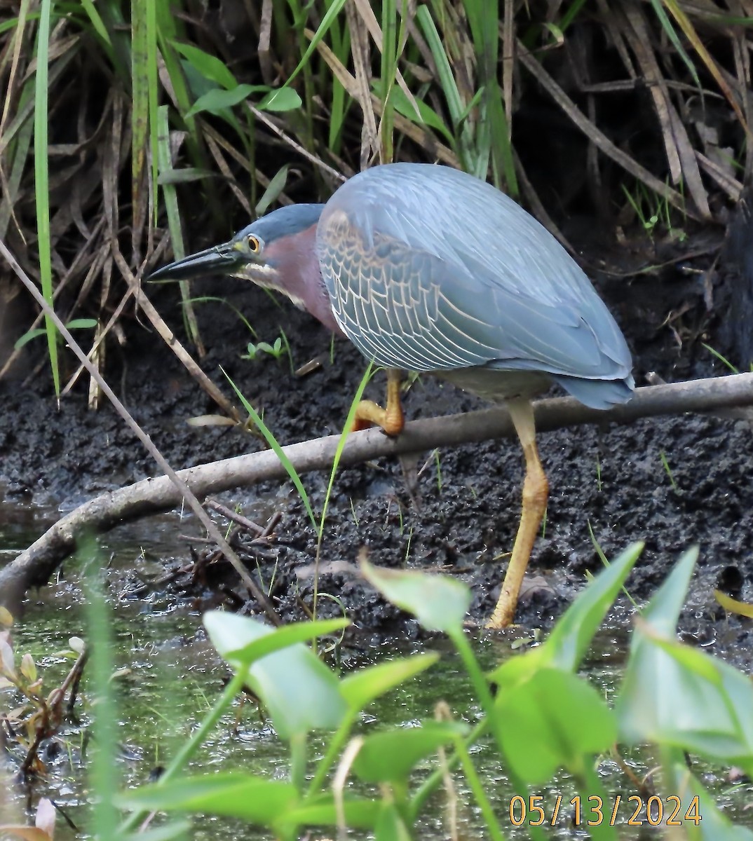 Green Heron - Rod MacKenzie