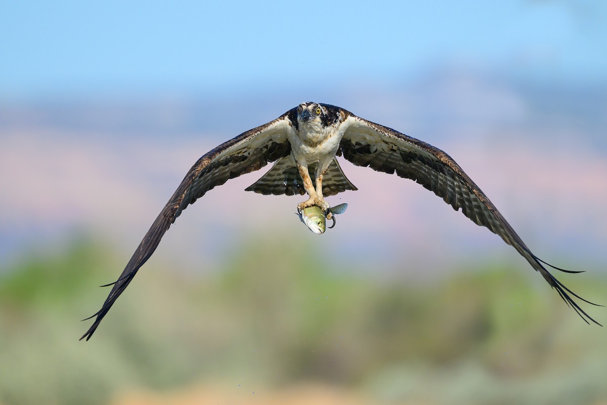 Balbuzard pêcheur - ML618981779